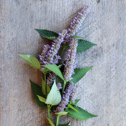 anise-hyssop-herbs-pinetree-garden-seeds-591