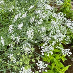 bishops-flower-flowers-pinetree-garden-seeds-335
