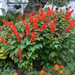 bonfire-salvia-flowers-pinetree-garden-seeds-341
