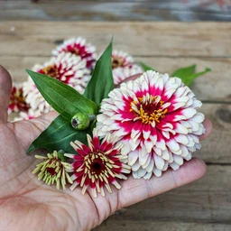 cherry-and-ivory-swizzle-zinnia-flowers-pinetree-garden-seeds-201