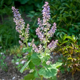 clary-sage-herbs-pinetree-garden-seeds-208