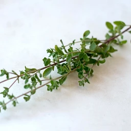 common-thyme-herbs-pinetree-garden-seeds-808