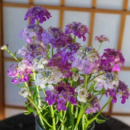 fairy-mix-candytuft-flowers-pinetree-garden-seeds-866