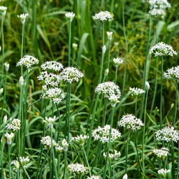 garlic-chives-herbs-pinetree-garden-seeds-333