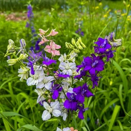 giant-imperial-mix-larkspur-flowers-pinetree-garden-seeds-667