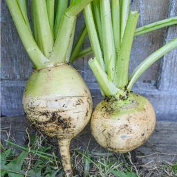 golden-ball-turnip-heirloom-60-days-vegetables-pinetree-garden-seeds-218