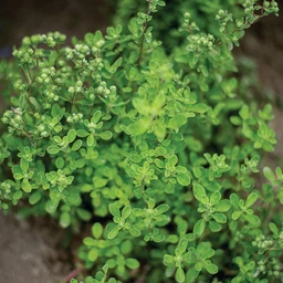 marjoram-herbs-pinetree-garden-seeds-974