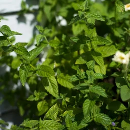 mint-herbs-pinetree-garden-seeds-558