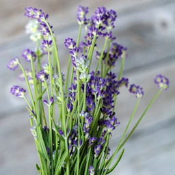 munstead-lavender-herbs-pinetree-garden-seeds-664