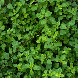 oregano-herbs-pinetree-garden-seeds-481