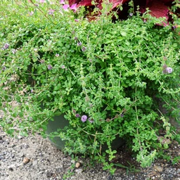 pennyroyal-herbs-pinetree-garden-seeds-144