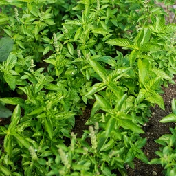 pinetree-basil-mix-herbs-garden-seeds-448