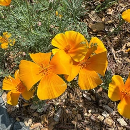 poppy-california-flowers-pinetree-garden-seeds-524