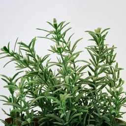 rosemary-herbs-pinetree-garden-seeds-934