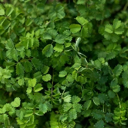 salad-burnet-herbs-pinetree-garden-seeds-644