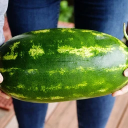 sangria-watermelon-f1-hybrid-87-days-vegetables-pinetree-garden-seeds-750