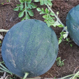 sugar-baby-watermelon-80-days-vegetables-pinetree-garden-seeds-782