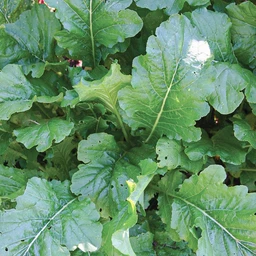 topper-turnip-35-days-vegetables-pinetree-garden-seeds-699