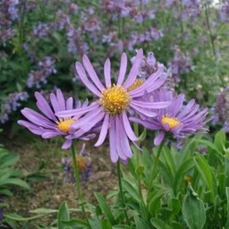alpine-aster-mix-flowers-pinetree-garden-seeds-547