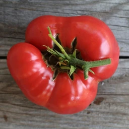 brandywine-tomato-heirloom-80-days-vegetables-pinetree-garden-seeds-965