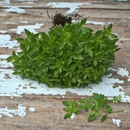 bush-basil-herbs-pinetree-garden-seeds-654