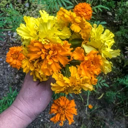 crackerjack-marigold-flowers-pinetree-garden-seeds-637
