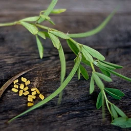 fenugreek-herbs-pinetree-garden-seeds-103
