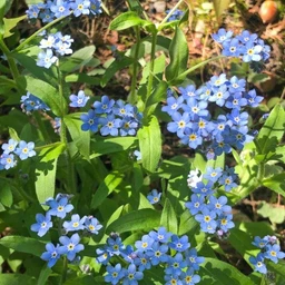 forget-me-not-flowers-pinetree-garden-seeds-931
