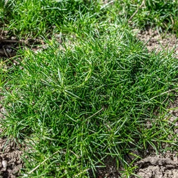 irish-moss-flowers-pinetree-garden-seeds-630