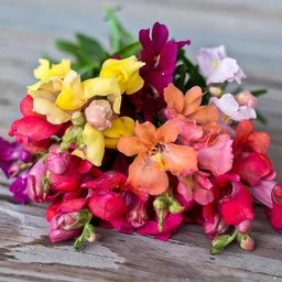 magic-carpet-mix-snapdragon-flowers-pinetree-garden-seeds-592