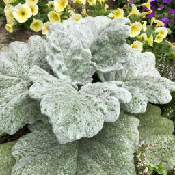 silver-sage-herbs-pinetree-garden-seeds-910
