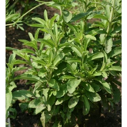 stevia-herbs-pinetree-garden-seeds_239