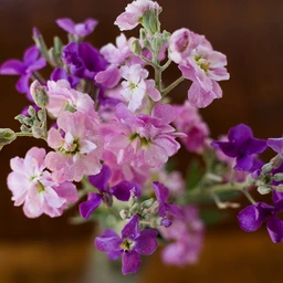 stocks-mammoth-excelsior-mix-flowers-pinetree-garden-seeds-871
