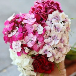 sweet-william-dianthus-flowers-pinetree-garden-seeds-985