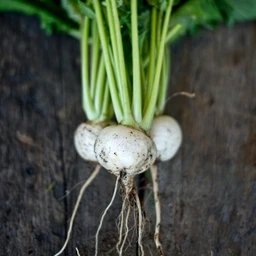 tokyo-cross-turnip-f1-hybrid-30-days-vegetables-pinetree-garden-seeds-891