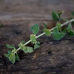 white-horehound-herbs-pinetree-garden-seeds-869