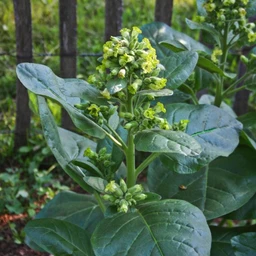 wild-nicotiana-flowers-pinetree-garden-seeds-536
