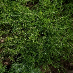 winter-savory-herbs-pinetree-garden-seeds-191