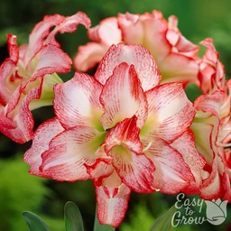 Amaryllis_Double_Record_VIS_Watermark