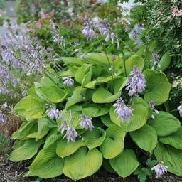 Hosta_Sum_and_Substance_1763469752_SHUTsq