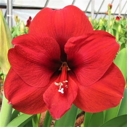 Amaryllis_Ferrari.ASAD
