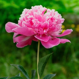 Peony_Madame_Emile_Debatene_Square.SHUT_2