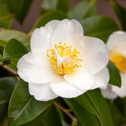 CamelliaSilverWaves01494919705