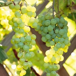 HimrodGrape