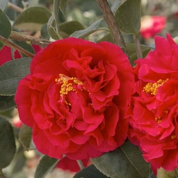 Kramer_sSupremeCamellia