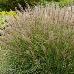 MaidenGrass