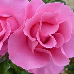 TheMcCartneyRose