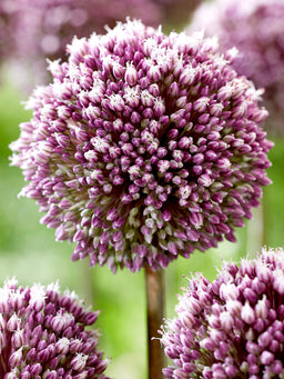 Allium_Summer_Drummer-5