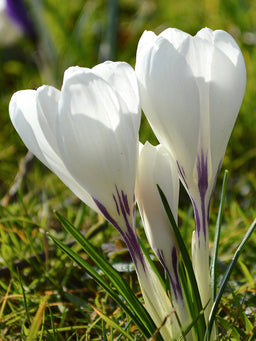 Crocus_Jeanne_Darc-4