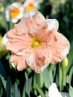 Daffodil_Apricot_Whirl-1